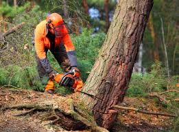 Best Organic Lawn Care Solutions  in North Tonawanda, NY