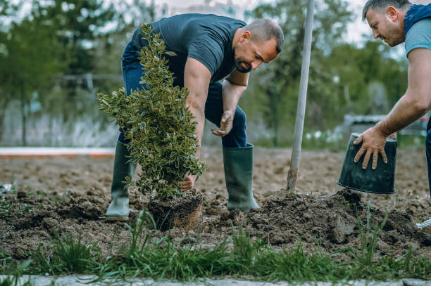 Reliable North Tonawanda, NY Tree Services Solutions
