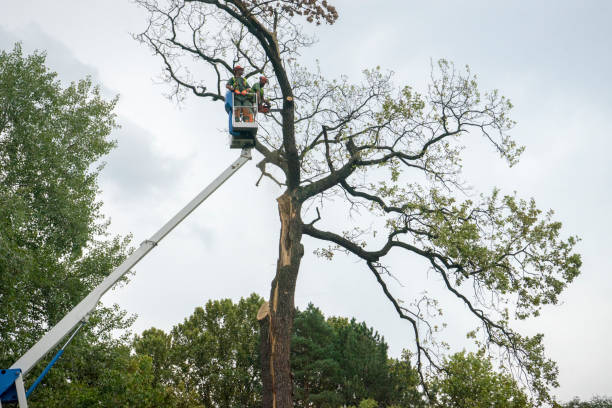 How Our Tree Care Process Works  in  North Tonawanda, NY