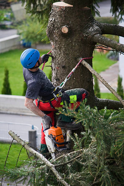 Best Tree Removal  in North Tonawanda, NY