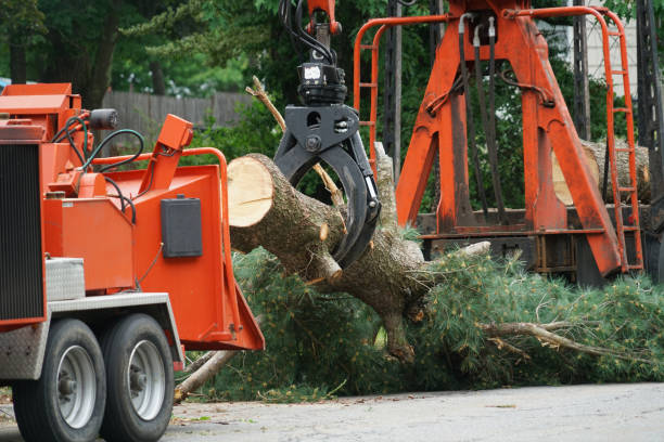 Best Lot and Land Clearing  in North Tonawanda, NY