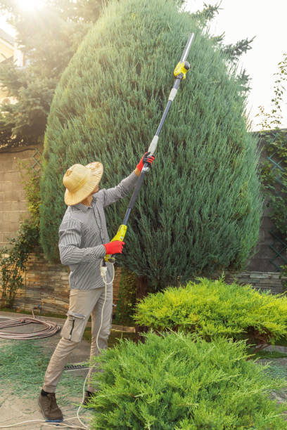 Best Root Management and Removal  in North Tonawanda, NY